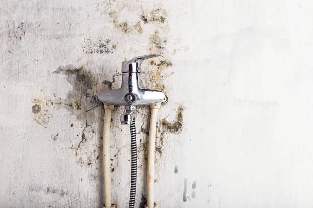 Best Mold Cleaning Services  in Rutgers University Busch Campus, NJ
