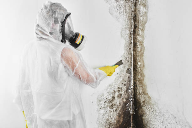 Best Residential Mold Removal  in Rutgers University Busch Campus, NJ