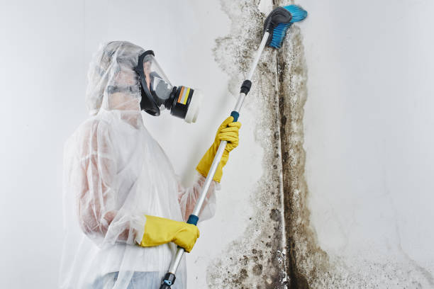 Best Mold Remediation  in Rutgers University Busch Campus, NJ