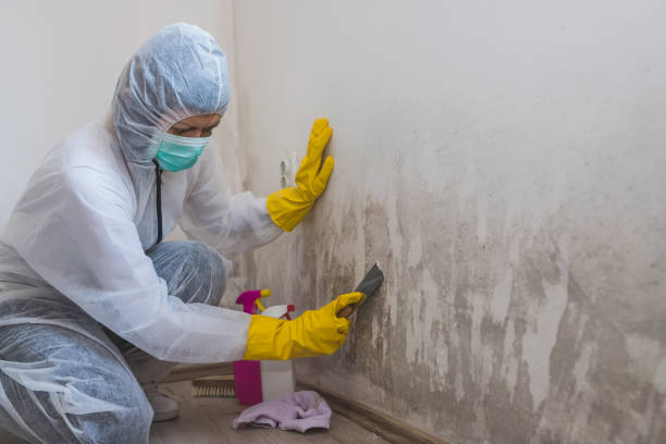 Best Office Mold Removal Services  in Rutgers University Busch Campus, NJ