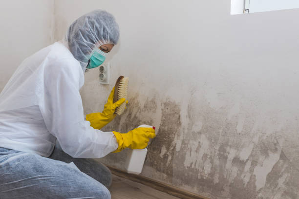 Best Mold Removal Company Near Me  in Rutgers University Busch Campus, NJ