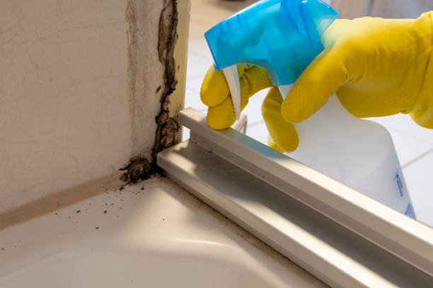 Best Professional Mold Removal  in Rutgers University Busch Campus, NJ