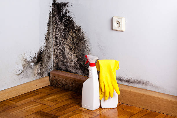 Best Attic Mold Removal  in Rutgers University Busch Campus, NJ